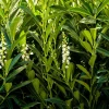 English Laurel Live Plant – Prunus laurocerasus Shrub – 4-8 inch Starter Plant - Image 1
