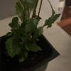 Epazote Live Plant – 4" Pot Culinary Herb – Dysphania ambrosioides – Edible Indoor & Outdoor - Image 1