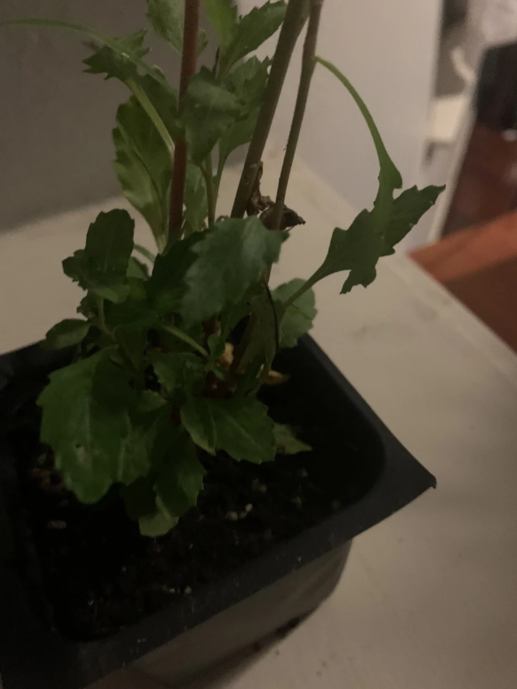 Epazote Live Plant – 4" Pot Culinary Herb – Dysphania ambrosioides – Edible Indoor & Outdoor - Image 1