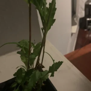 Epazote Live Plant – 4
