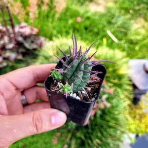 Euphorbia Ferox Pincushion Cactus Live Plant - Drought Tolerant Succulent (2