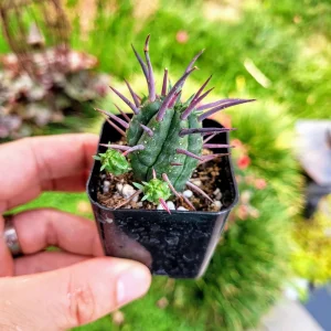 Euphorbia Ferox Pincushion Cactus Live Plant - Drought Tolerant Succulent (2