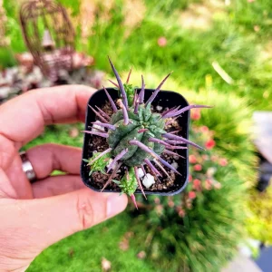 Euphorbia Ferox Pincushion Cactus Live Plant - Drought Tolerant Succulent (2