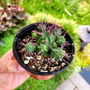 Euphorbia Ferox Pincushion Cactus Live Plant - Drought Tolerant Succulent (2