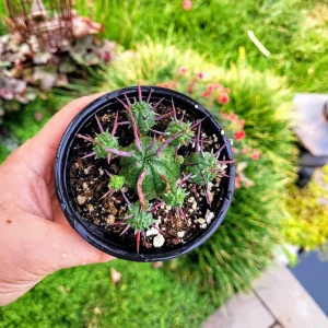 Euphorbia Ferox Pincushion Cactus Live Plant - Drought Tolerant Succulent (2