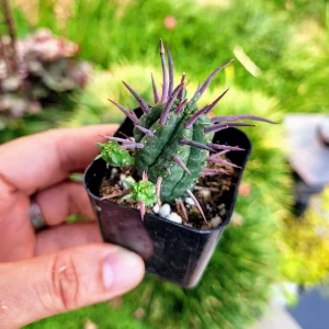 Euphorbia Ferox Pincushion Cactus Live Plant - Drought Tolerant Succulent (2