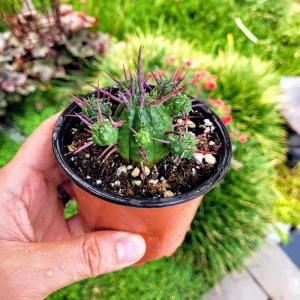 Euphorbia Ferox Pincushion Cactus Live Plant - Drought Tolerant Succulent (2