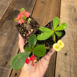 Euphorbia Milii Live Plant Set - Red, Yellow, Pink Blooms, 2 inch Pot - Image 3