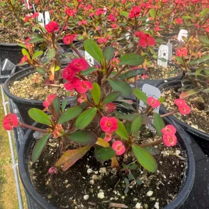 Euphorbia Milii Live Plant Set - Red, Yellow, Pink Blooms, 2 inch Pot - Image 4