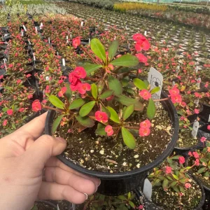 Euphorbia Milii Live Plant Set - Red, Yellow, Pink Blooms, 2 inch Pot - Image 5