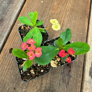 Euphorbia Milii Live Plant Set - Red, Yellow, Pink Blooms, 2 inch Pot - Image 1