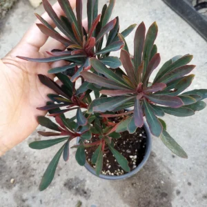 Euphorbia Miners Merlot Live Plant – 6 inch Pot – Indoor/Outdoor Succulent - Image 1