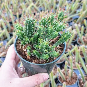 Euphorbia Monstrose Cactus Live Plant - 2