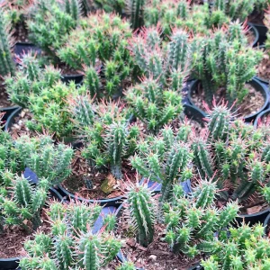 Euphorbia Monstrose Cactus Live Plant - 2