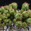 Euphorbia Monstrose Cactus Live Plant - 2" or 4" Pot - Indoor/Outdoor Succulent - Image 1