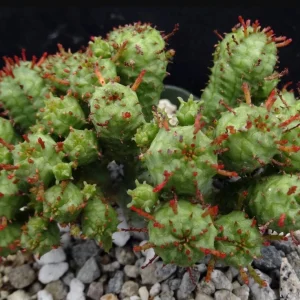 Euphorbia Monstrose Cactus Live Plant - 2