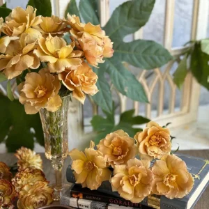 Eventail d'or Rose Live Plant - Tea/Coffee Color, 8 cm Flowers - Image 2