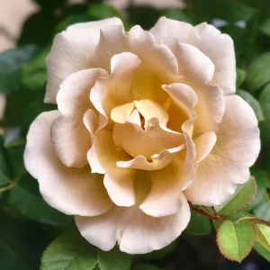 Eventail d'or Rose Live Plant - Tea/Coffee Color, 8 cm Flowers - Image 4