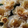 Eventail d'or Rose Live Plant - Tea/Coffee Color, 8 cm Flowers - Image 1