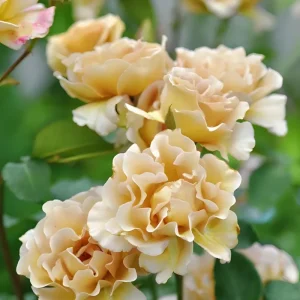 Eventail d'or Rose Live Plant - Tea/Coffee Color, 8 cm Flowers - Image 6