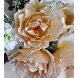Eventail d'or Rose Live Plant - Tea/Coffee Color, 8 cm Flowers - Image 7