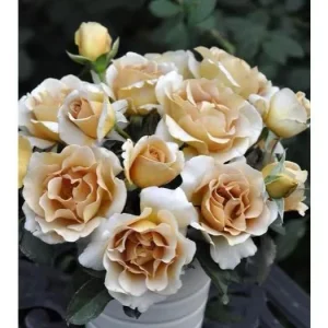 Eventail d'or Rose Live Plant - Tea/Coffee Color, 8 cm Flowers - Image 8
