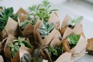 father day plant gifts