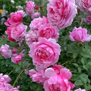 Fée Clochette Rose Live Plant - Pink, Double Petal, 40 cm Tall, Zones 6-9 - Image 2