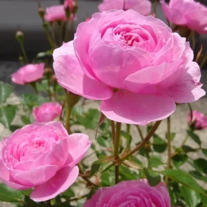 Fée Clochette Rose Live Plant - Pink, Double Petal, 40 cm Tall, Zones 6-9 - Image 1