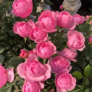 Fée Clochette Rose Live Plant - Pink, Double Petal, 40 cm Tall, Zones 6-9 - Image 3