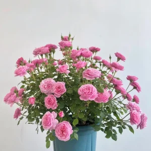 Fée Clochette Rose Live Plant - Pink, Double Petal, 40 cm Tall, Zones 6-9 - Image 4