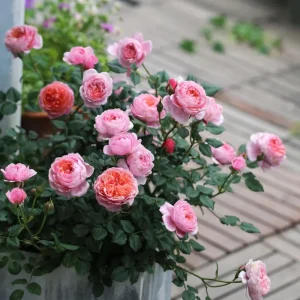 Fée Clochette Rose Live Plant - Pink, Double Petal, 40 cm Tall, Zones 6-9 - Image 5