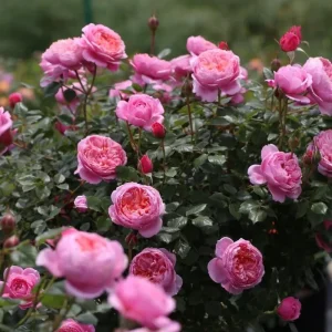 Fée Clochette Rose Live Plant - Pink, Double Petal, 40 cm Tall, Zones 6-9 - Image 6