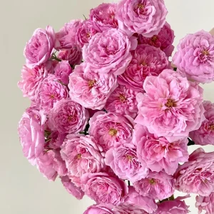 Fée Clochette Rose Live Plant - Pink, Double Petal, 40 cm Tall, Zones 6-9 - Image 7