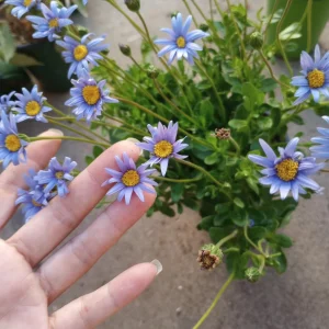 Felicia Daisy Live Plant – 6 Inch Pot – Blue Flower – Outdoor - Image 2