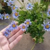 Felicia Daisy Live Plant – 6 Inch Pot – Blue Flower – Outdoor - Image 1