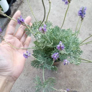 Fern Leaf Lavender Live Plant, 6 inch Pot - Fragrant Herb - Image 2