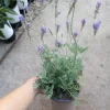 Fern Leaf Lavender Live Plant, 6 inch Pot - Fragrant Herb - Image 1