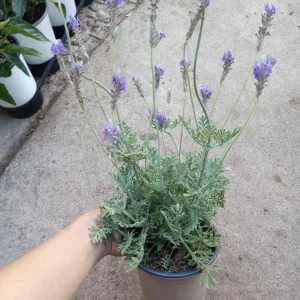 Fern Leaf Lavender Live Plant, 6 inch Pot - Fragrant Herb - Image 1