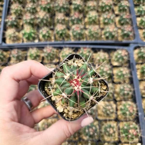 Ferocactus Hamatacanthus Cactus Live Plant - 2 Inch Pot - Indoor/Outdoor Succulent - Image 2