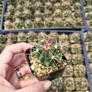 Ferocactus Hamatacanthus Cactus Live Plant - 2 Inch Pot - Indoor/Outdoor Succulent - Image 3