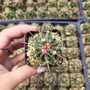 Ferocactus Hamatacanthus Cactus Live Plant - 2 Inch Pot - Indoor/Outdoor Succulent - Image 1