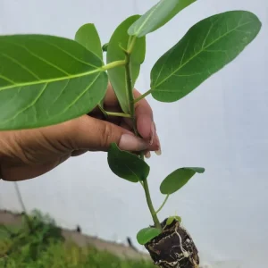 Ficus Audrey Live Plant Plug - Single Foliage Houseplant - Image 2