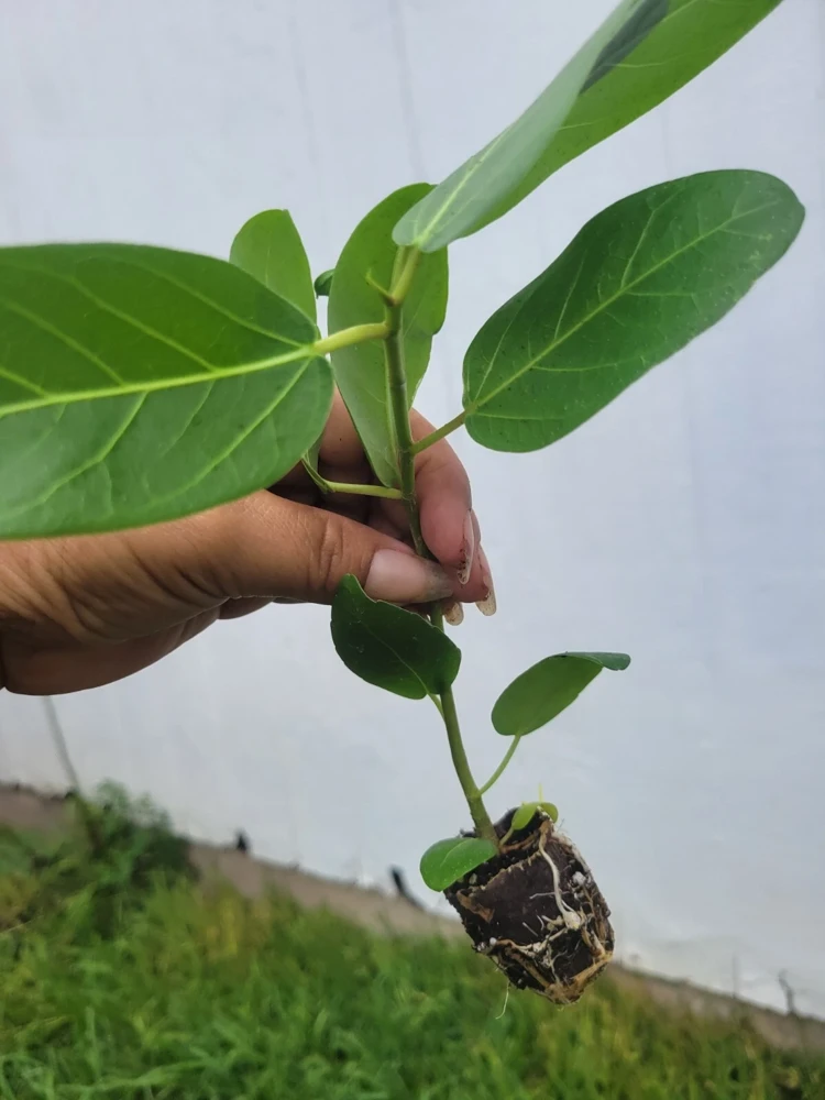 Ficus Audrey Live Plant Plug - Single Foliage Houseplant - Image 2