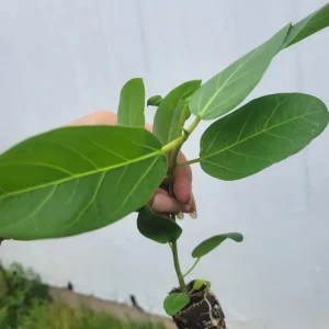 Ficus Audrey Live Plant Plug - Single Foliage Houseplant - Image 3