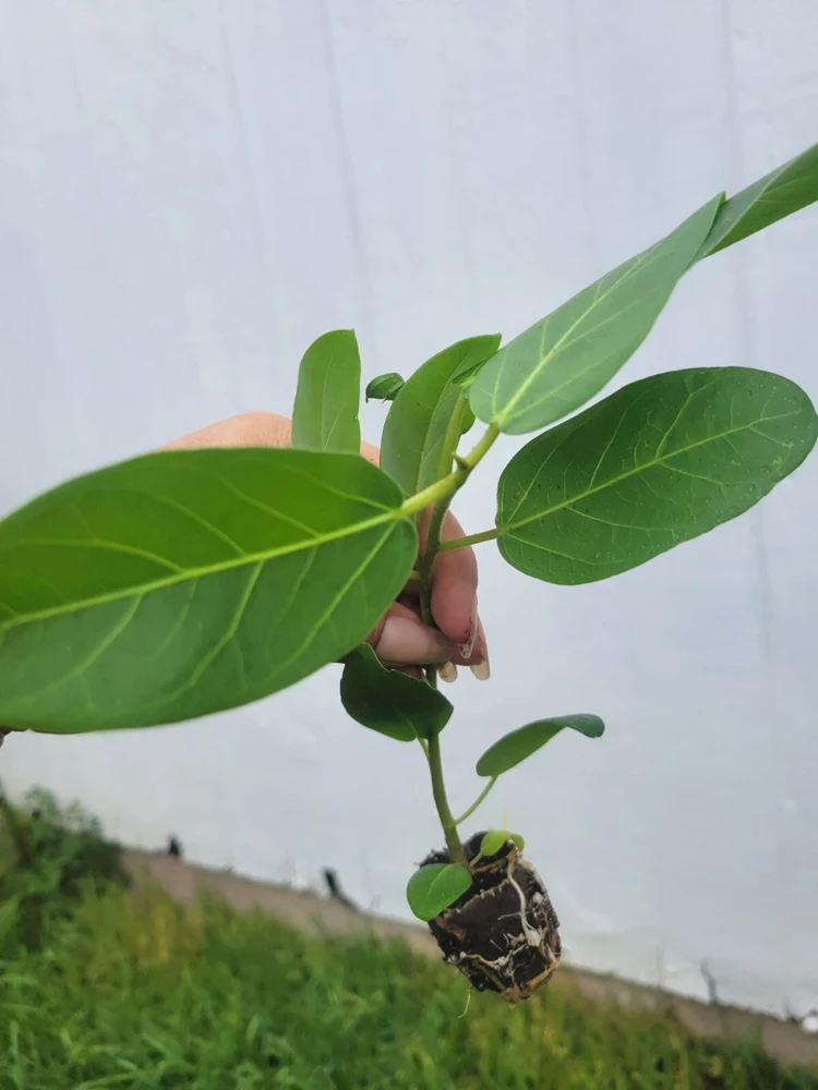 Ficus Audrey Live Plant Plug - Single Foliage Houseplant - Image 3