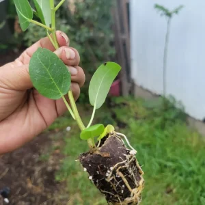 Ficus Audrey Live Plant Plug - Single Foliage Houseplant - Image 4