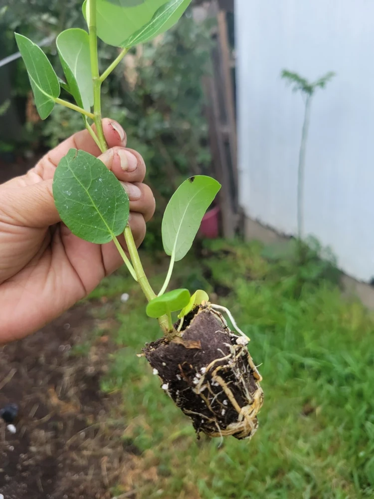 Ficus Audrey Live Plant Plug - Single Foliage Houseplant - Image 4