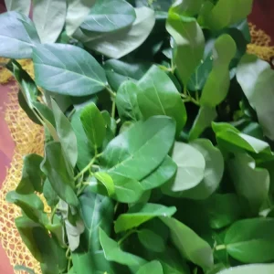 Ficus Audrey Live Plant Plug - Single Foliage Houseplant - Image 5