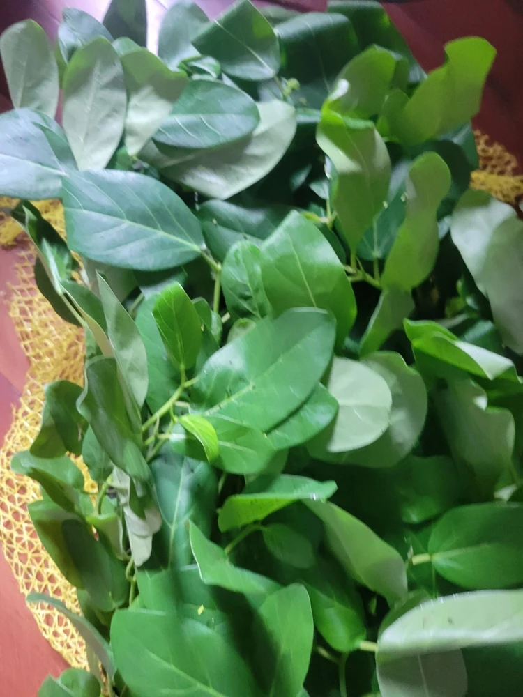 Ficus Audrey Live Plant Plug - Single Foliage Houseplant - Image 5